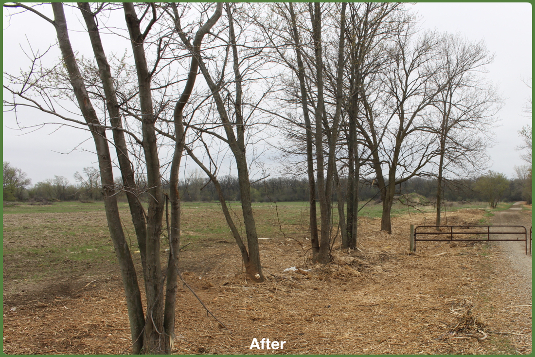 Buckthorn Removal